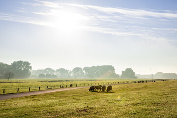 Morgens am Elbdeich in Wedel (bei Hamburg)