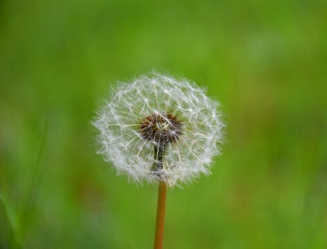 Dandelion seeds about to be released from the plant. Macro photo with background view in sunny day.