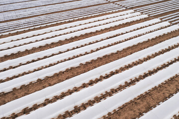 Growing food, protecting plants from frost and wind. Create a greenhouse effect. Climate control on farm field