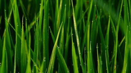 Obraz na płótnie Canvas Macro Green leaves with dew drops in the morning