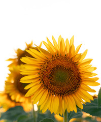 Naklejka premium Bright blooming sunflowers against a light sky with a place for text. Summer landscape