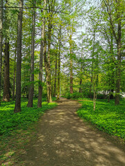 A deserted road on a sunny spring morning in a park on Elagin Island in St. Petersburg.
