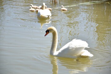 Swan swimming in the lake. His partner and offspring in the background of the image.