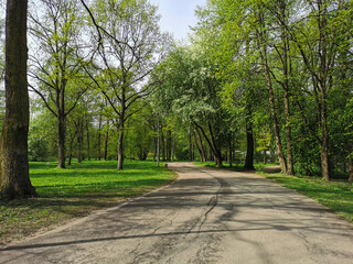 Fototapeta na wymiar A deserted road among trees on a sunny spring morning in a park on Elagin Island in St. Petersburg.