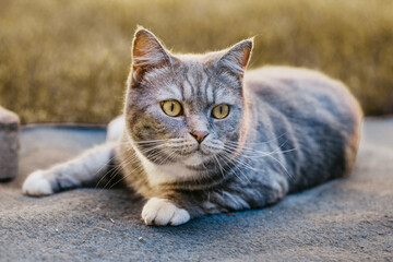 Grau getigerte Katze mit gelben Augen und Blick zur Seite