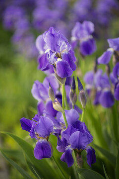 Photo of a blooming bush of blue irises.
