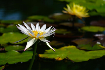 White water lilies and nature in swamps