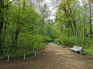 A deserted road with benches on a sunny spring morning in a park on Elagin Island in St. Petersburg.