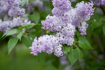 Delicate fresh flowering lilac bushes in the park on a spring sunny day. High quality photo