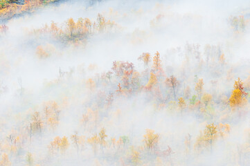 Mist at forest with autumn colors