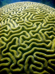 coral reef , caribbean sea