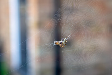 Spider feeding on a trapped bee