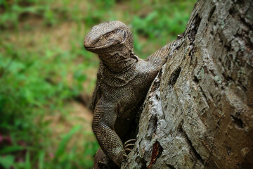 lizard on a tree