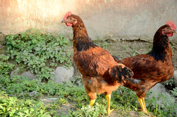 the red brown hen eating food and enjoyed in home field.