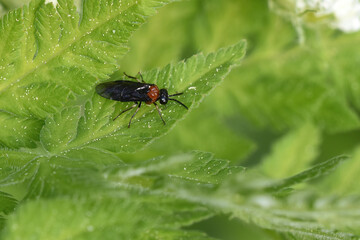 fly on leaf