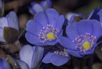bright blue spring flowers
