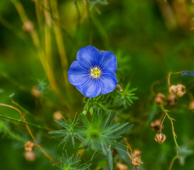 bright raw flax flower