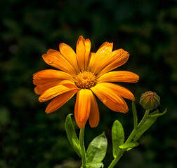 Calendula flower