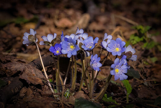 bright blue spring flowers