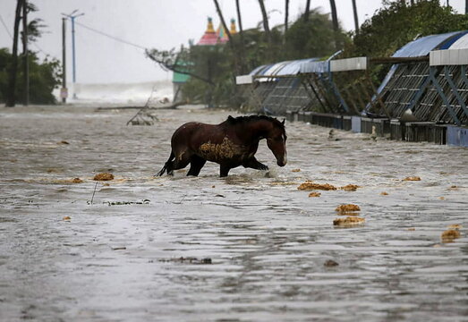 A horse crosses a water-logged road after rains ahead of Cyclone Yaas at Digha