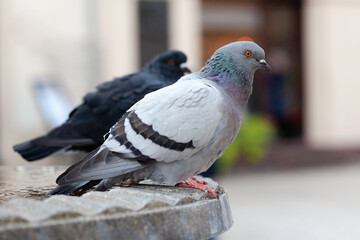 Two feral pigeons, common grey city dove, pair of birds up close, columba livia domestica species,...
