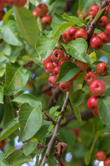 Malus sylvestris growing miniature apples