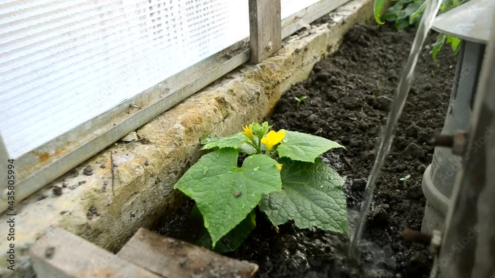 Sticker the irrigation of green cucumber plant with yellow flowers in the greenhouse in HD