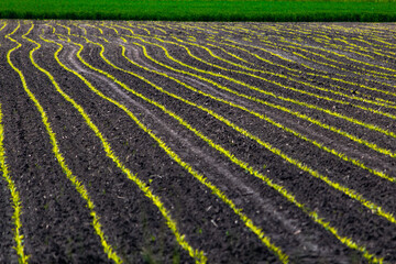 Siewy na polu © Michał