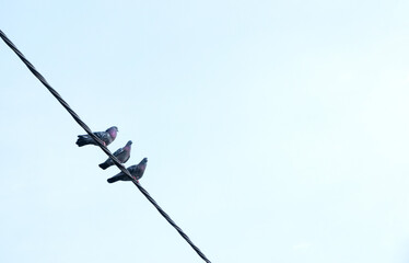 Three city doves, common feral pigeons, small group of birds sitting on an electric power line, simple minimal abstract background, clear blue sky, copy space, minimalistic postcard format, nobody