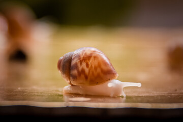 snail