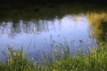Obraz na płótnie Canvas Wild plants growing by near a river, illuminated by warm sunlight. Selective focus.