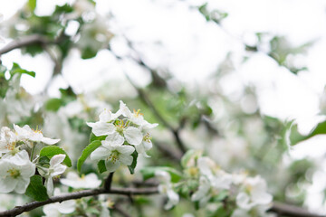 Blooming branches of apple tree close up in the garden