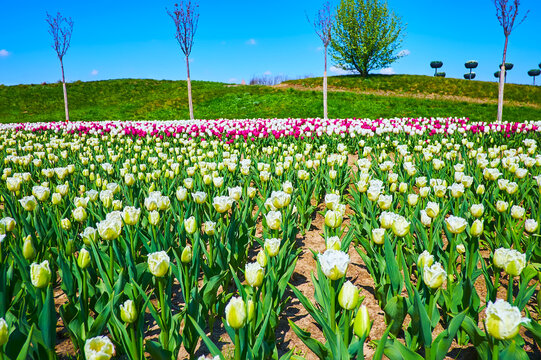 The Fringed Tulips