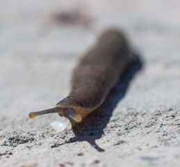 Closeup detail of garden slug on stone path in garden