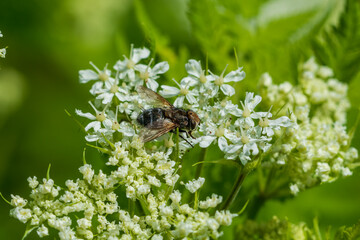 bee on a flower