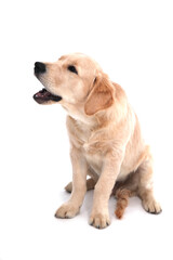 A cute funny puppy of Golden Retriever sits on an isolated white background and looks up. High quality photo