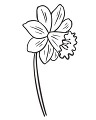 Narcissus flower sketch isolated vector illustration. Ink sketch spring single flower. natural decoration daffodil