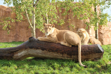 lion and lioness in a zoo in france