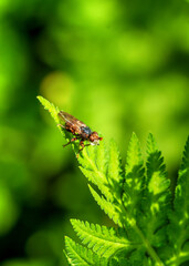 fly on leaf