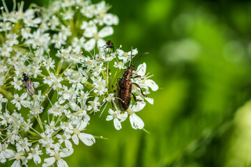 bee on a flower