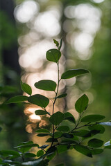 Beautiful fresh leaves on blurred spring background. Selected focus, shallow depth of field. Natural green background