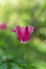 Obraz premium Pink tulips in bright sunlight on a natural spring blurred background. Selected focus, shallow depth of field