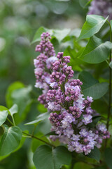 Purple lilac flowers with blossoming buds on a natural spring blurred background. Selected focus, shallow depth of field