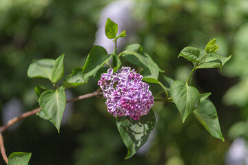 Purple lilac flowers with blossoming buds on a natural spring blurred background. Selected focus, shallow depth of field