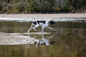 Dog english pointer