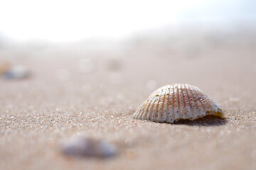 Shells in the sun on the beach sand