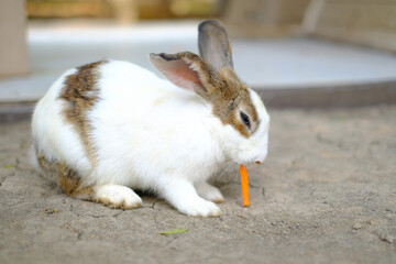 A rabbit eats a carrot.