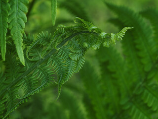 Young fern