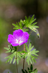 Macrophotographie de fleur sauvage - Géranium noueux - Geranium nodosum