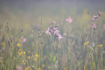silène flos-cuculi fleurs © Anna